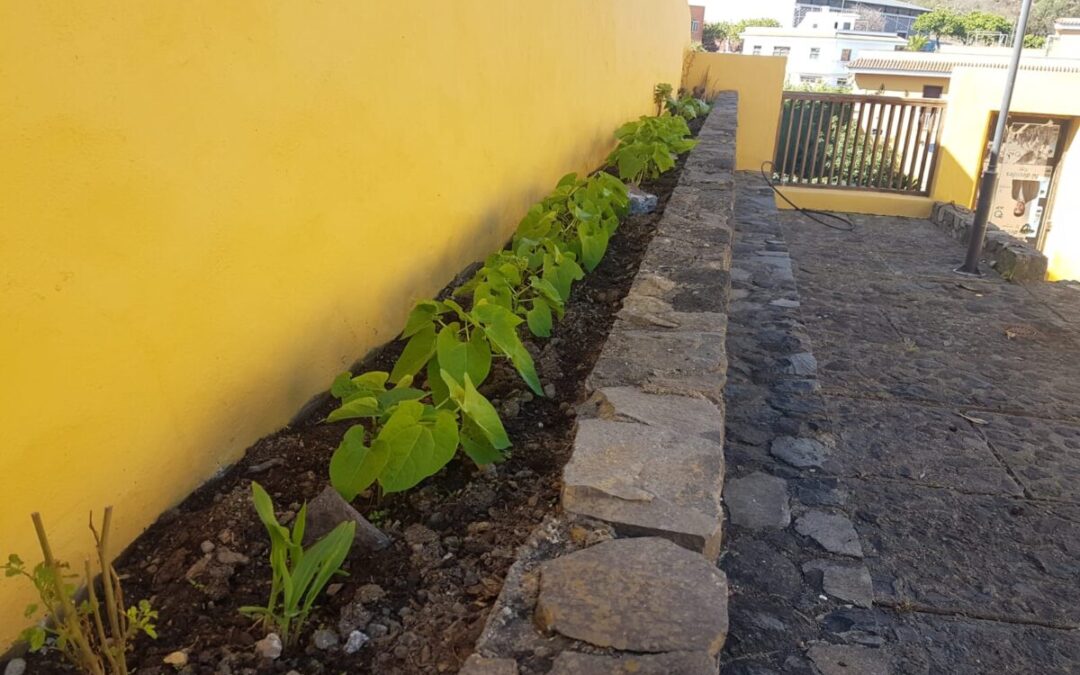 Afloran los primeros brotes en la huerta ecológica de la Casa Amarilla