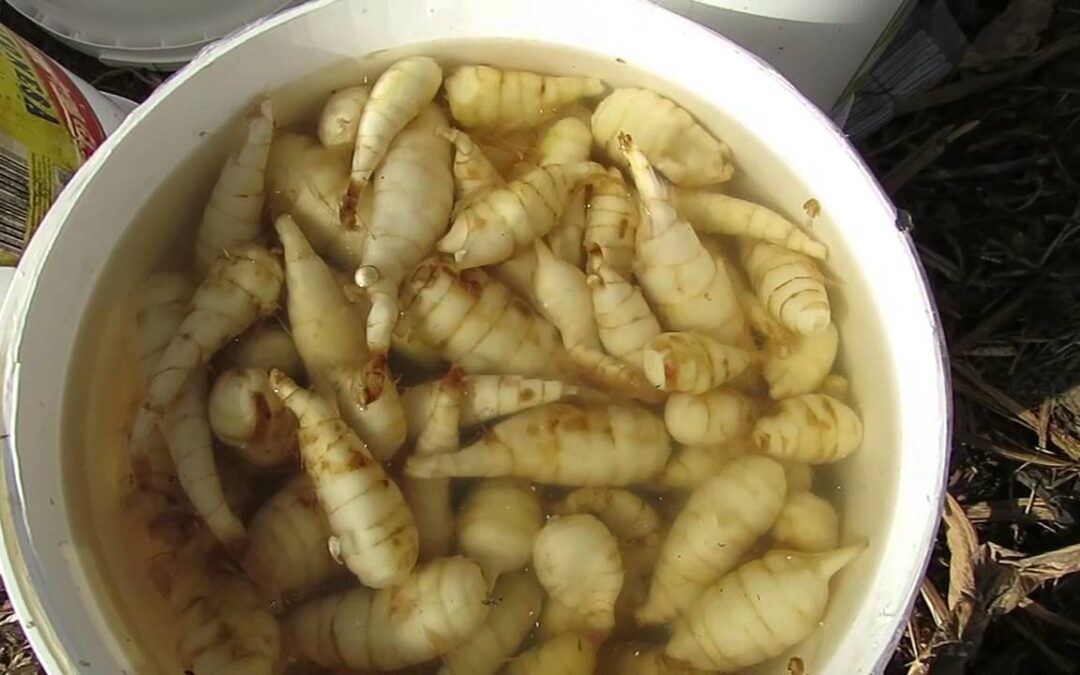 Agricultura busca una imagen de marca que difunda las riquezas del aro