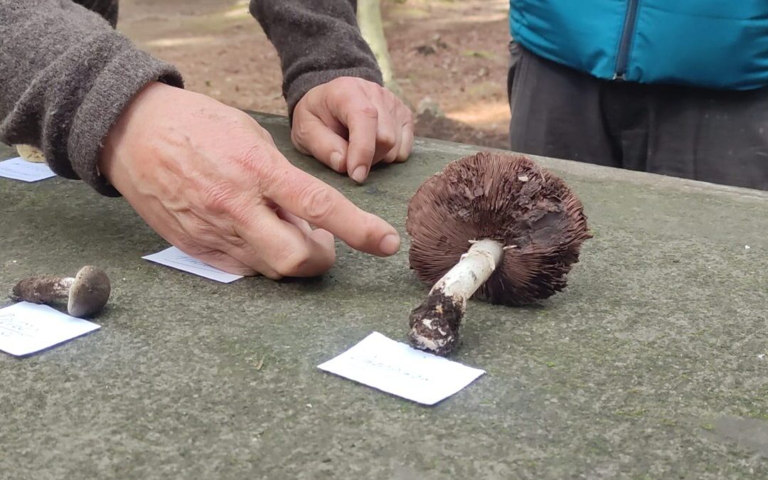 Las setas rambleras como eje de una actividad divulgativa del área de Agricultura