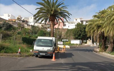 Poda y limpieza de más de 120 palmeras de la Villa