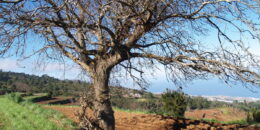 Proyecto Identidad, paisaje e historia