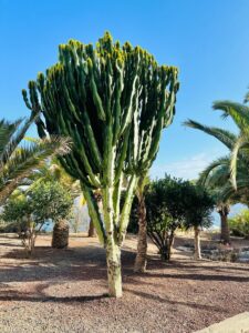 Limpieza de un jardin del casco (2)