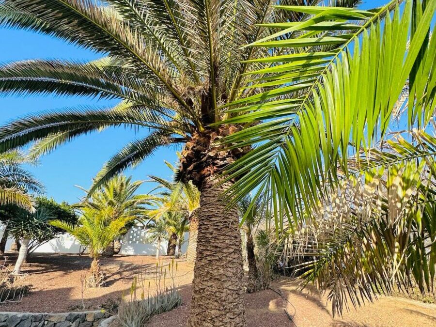 Lavado de cara a los jardines del municipio