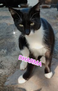 Dharma, primer gato en adopción