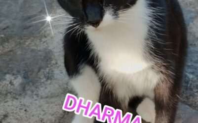 Bienestar Animal impulsa una plataforma de adopción de gatos procedentes del método CER en San Juan de la Rambla