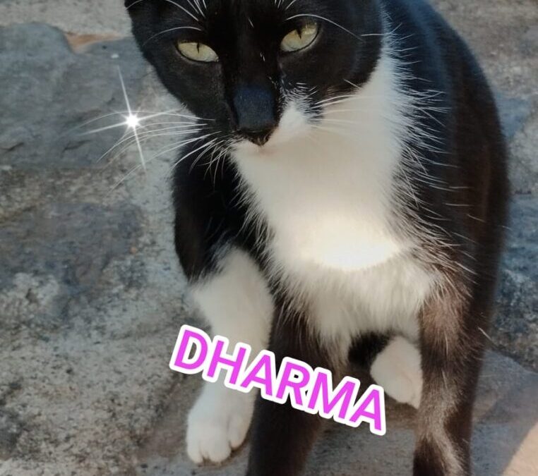 Bienestar Animal impulsa una plataforma de adopción de gatos procedentes del método CER en San Juan de la Rambla